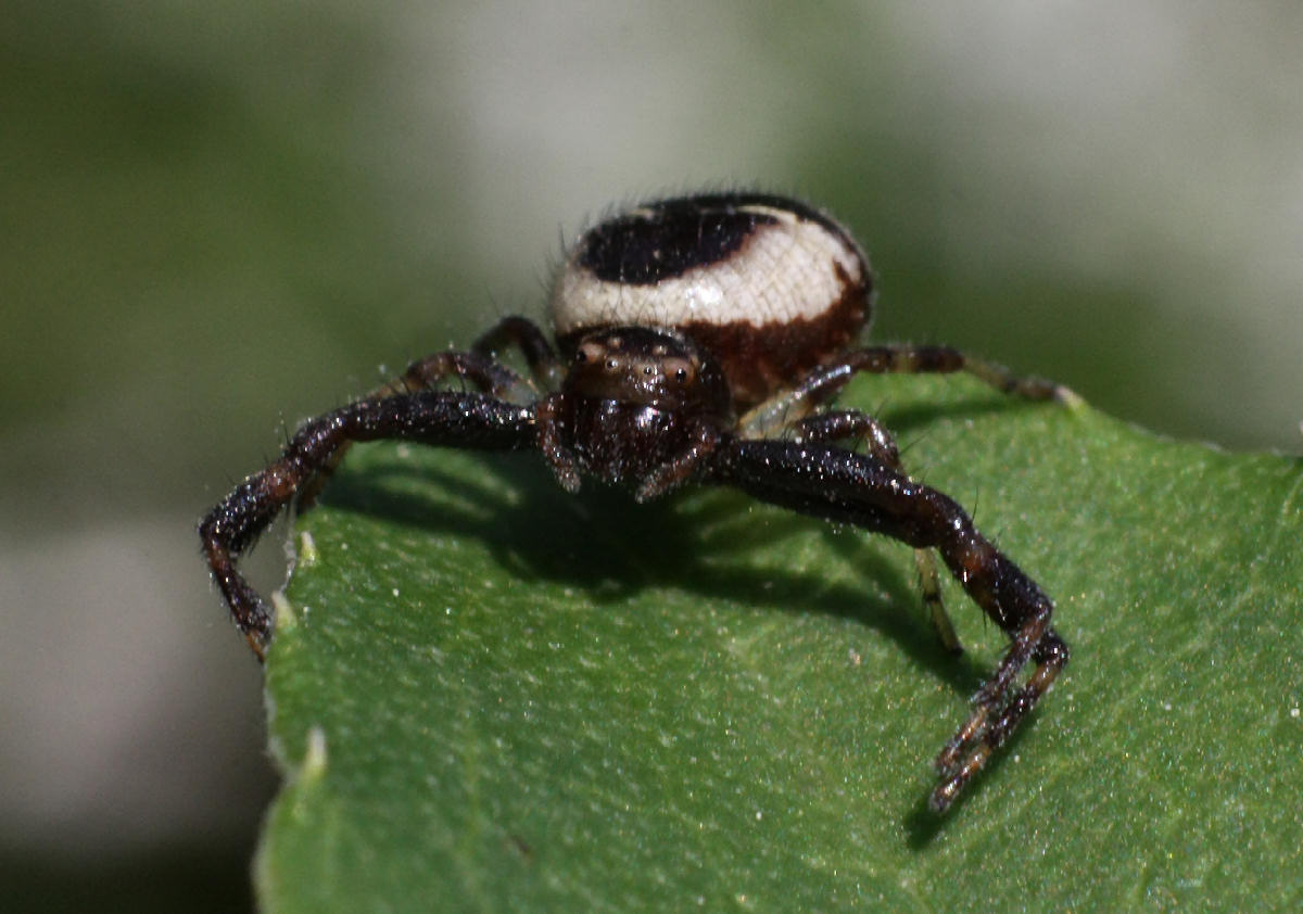 Synema globosum - Lesmo (MI)